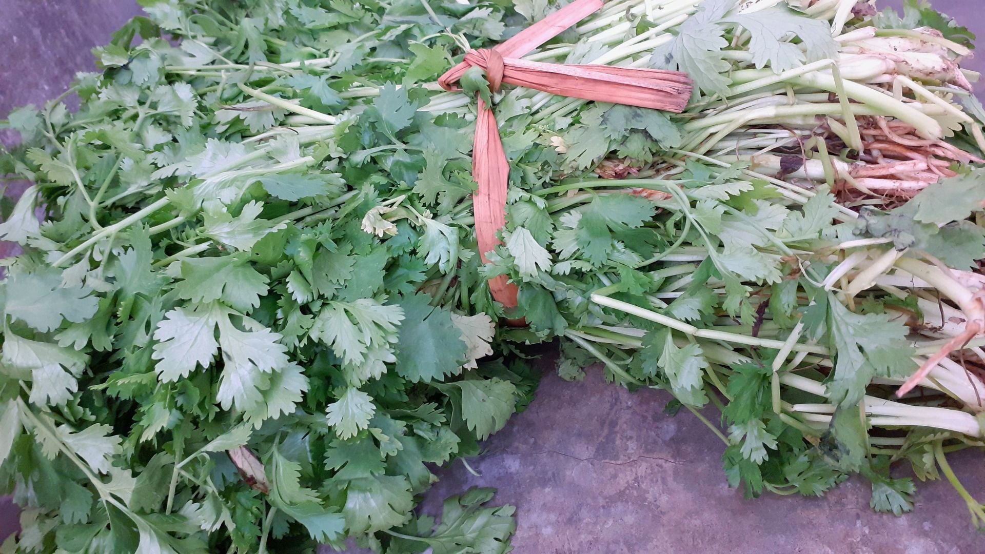 culantro-1.jpg