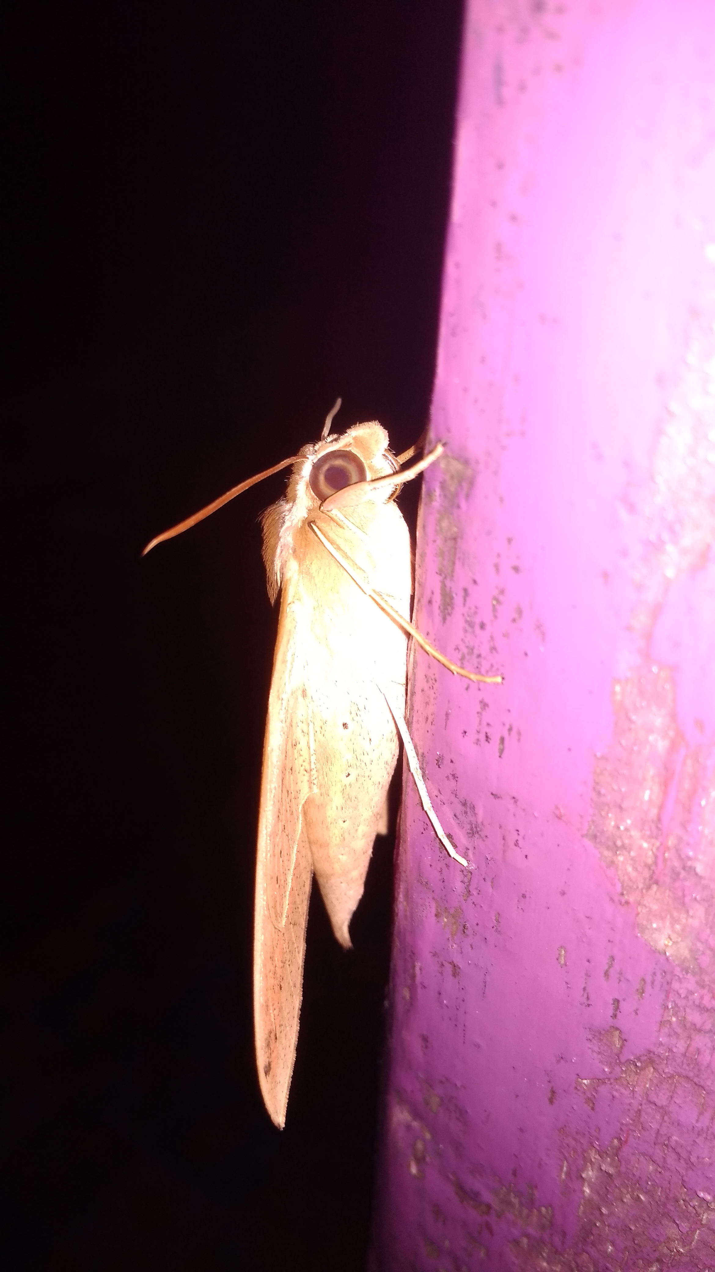 IMG_20200518_222313.jpg