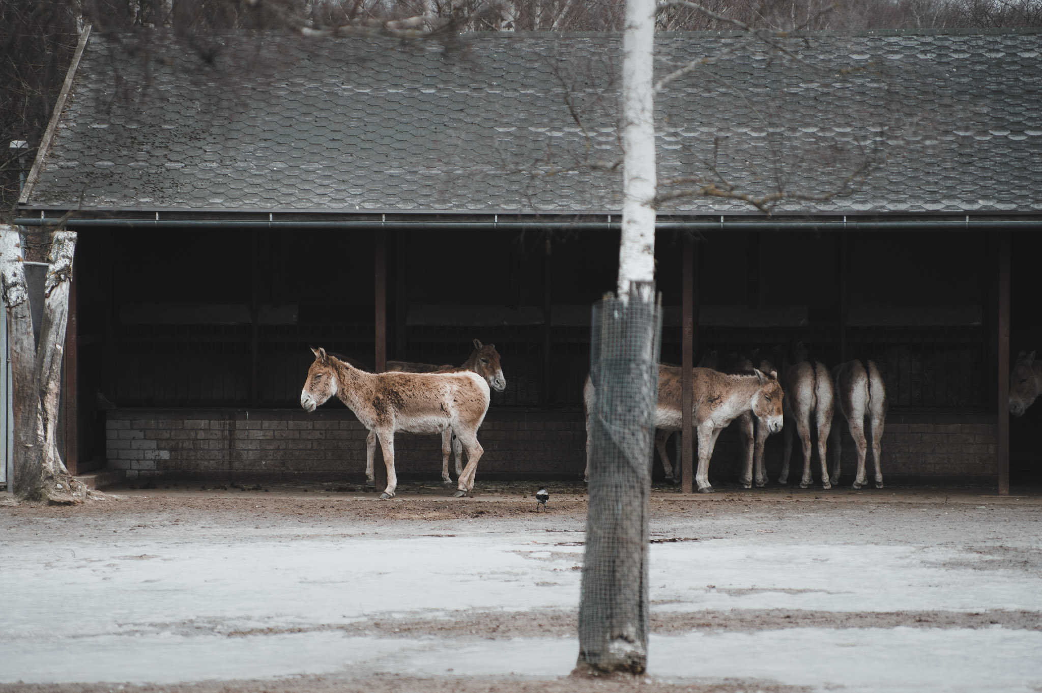0112IMGP1150ccMarch 02, 2019.jpg