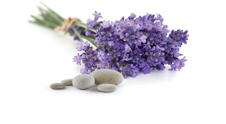 lavender marine.jpg