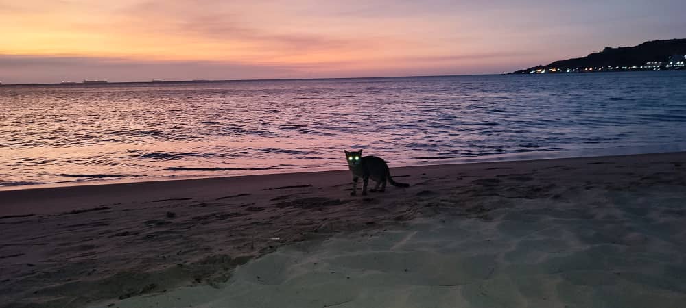 gato.jpeg