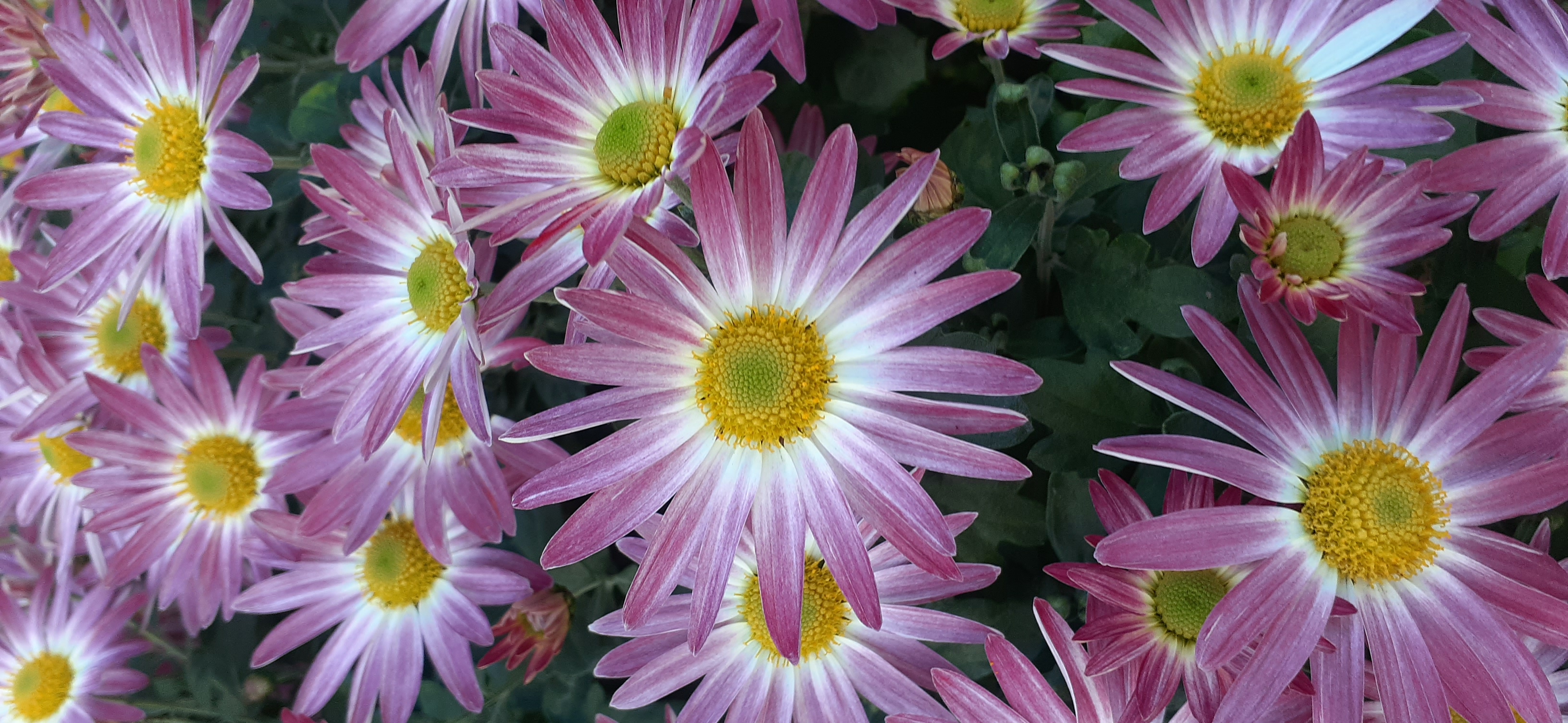 20201107_090756.jpg
