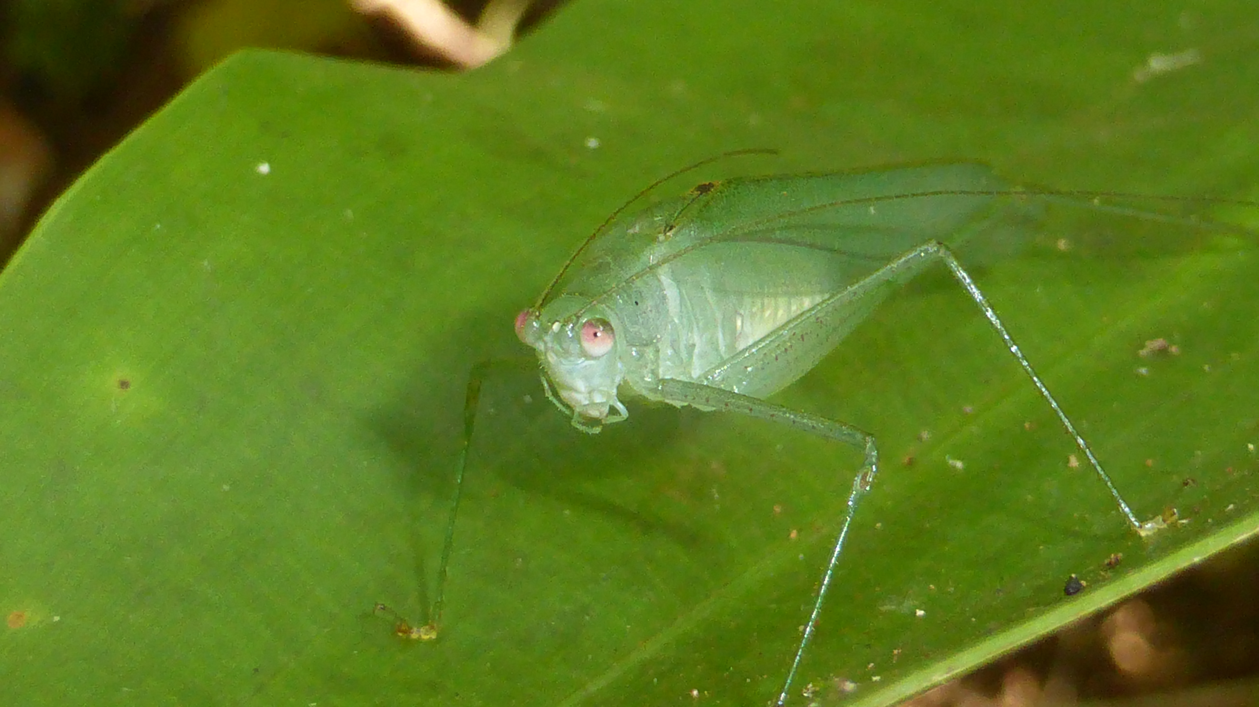 P1350817.JPG