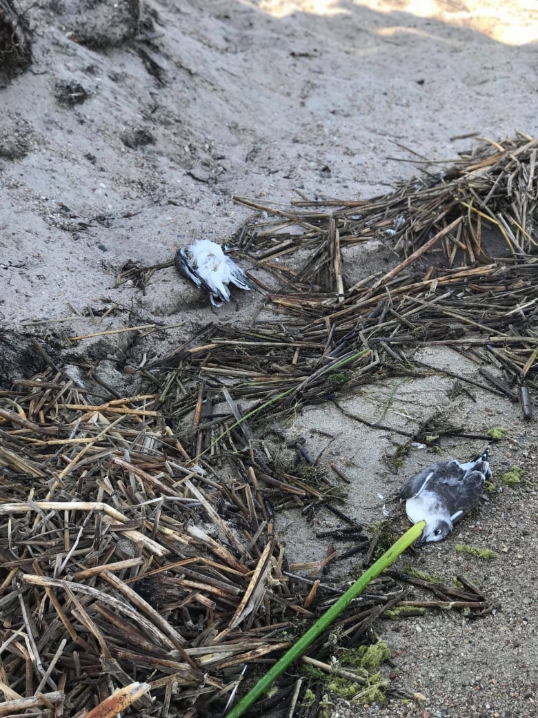 dead-seagulls.jpg