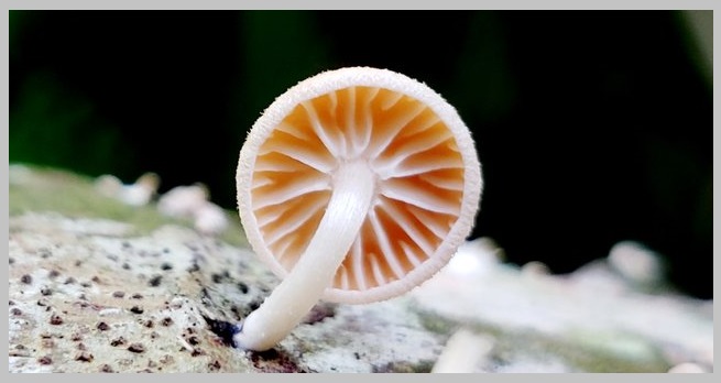 @syawalkoki1.jpg