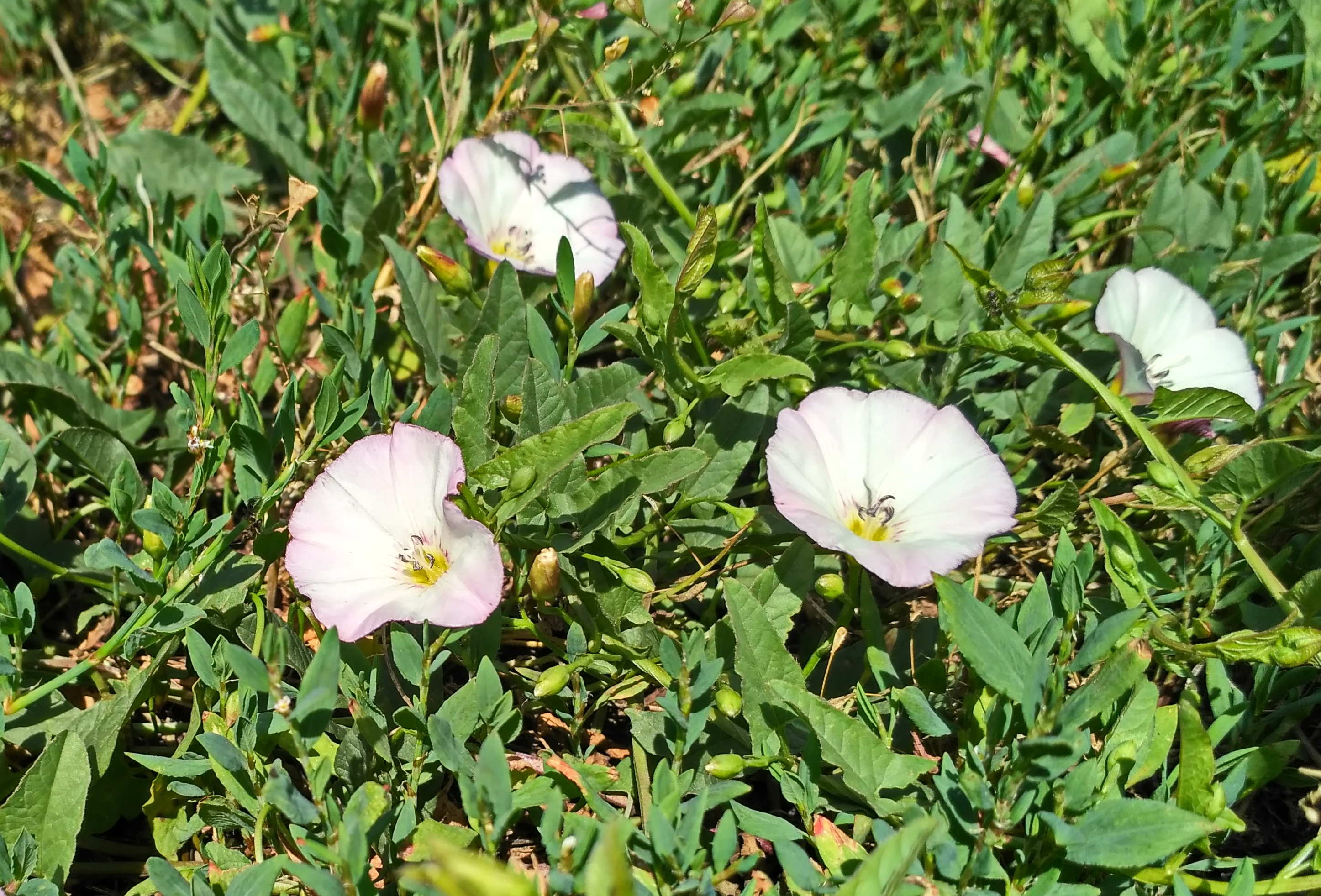 IMG_2019-06-19_110118_HDR.jpg
