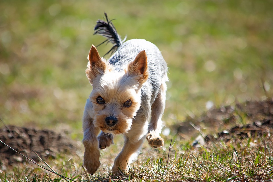 dog-4095526_960_720.jpg