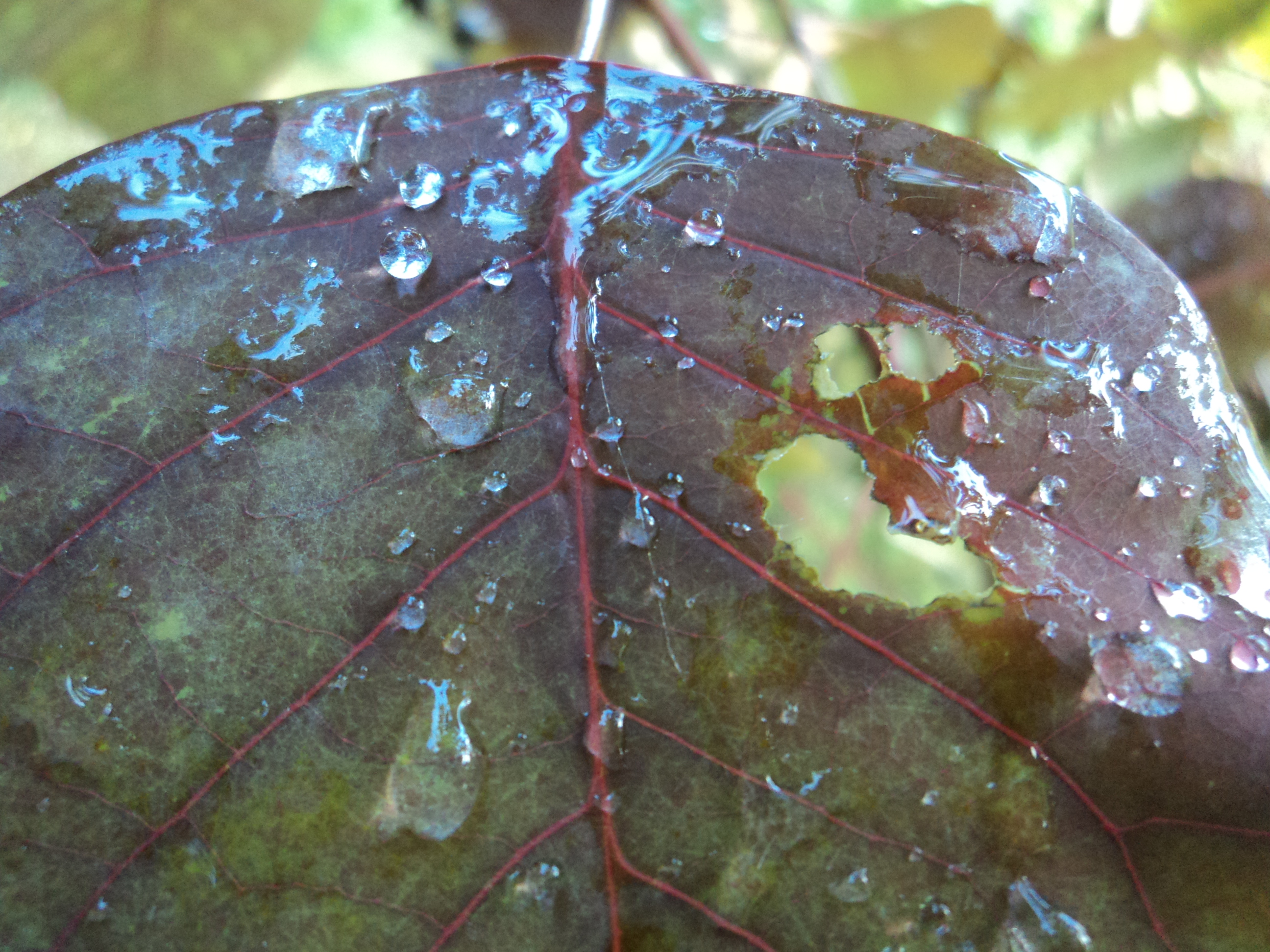 gotas de agua (2).JPG