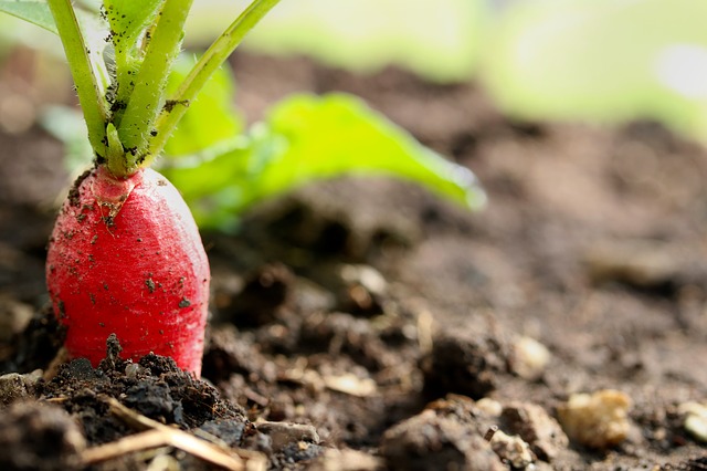radish-3415773_640.jpg