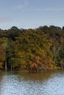 Stumpy_Lake_Cypress_Tree2.jpeg