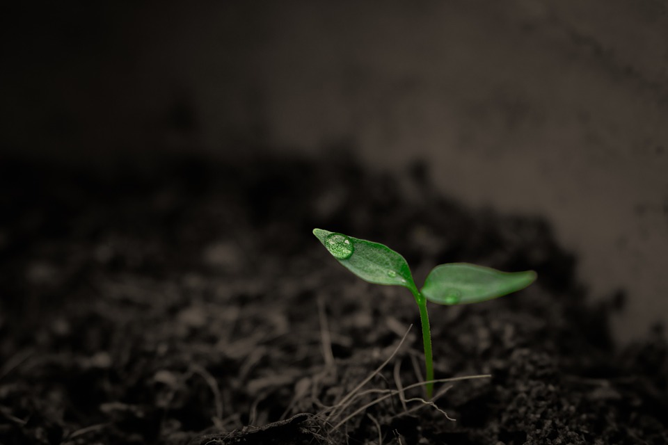 green-2551467_960_720.jpg