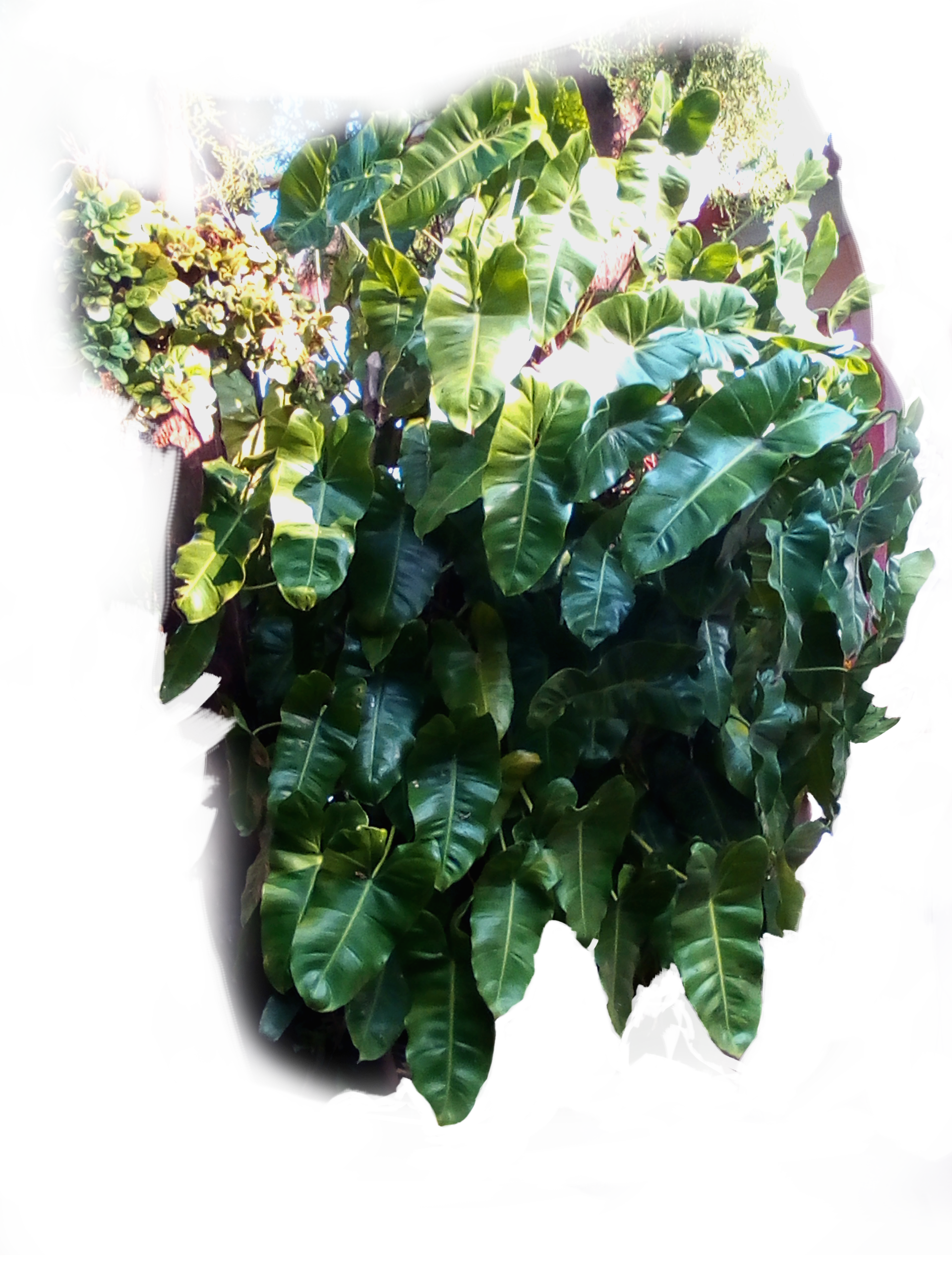 HOJAS TRINABRIL STEEMIT.png