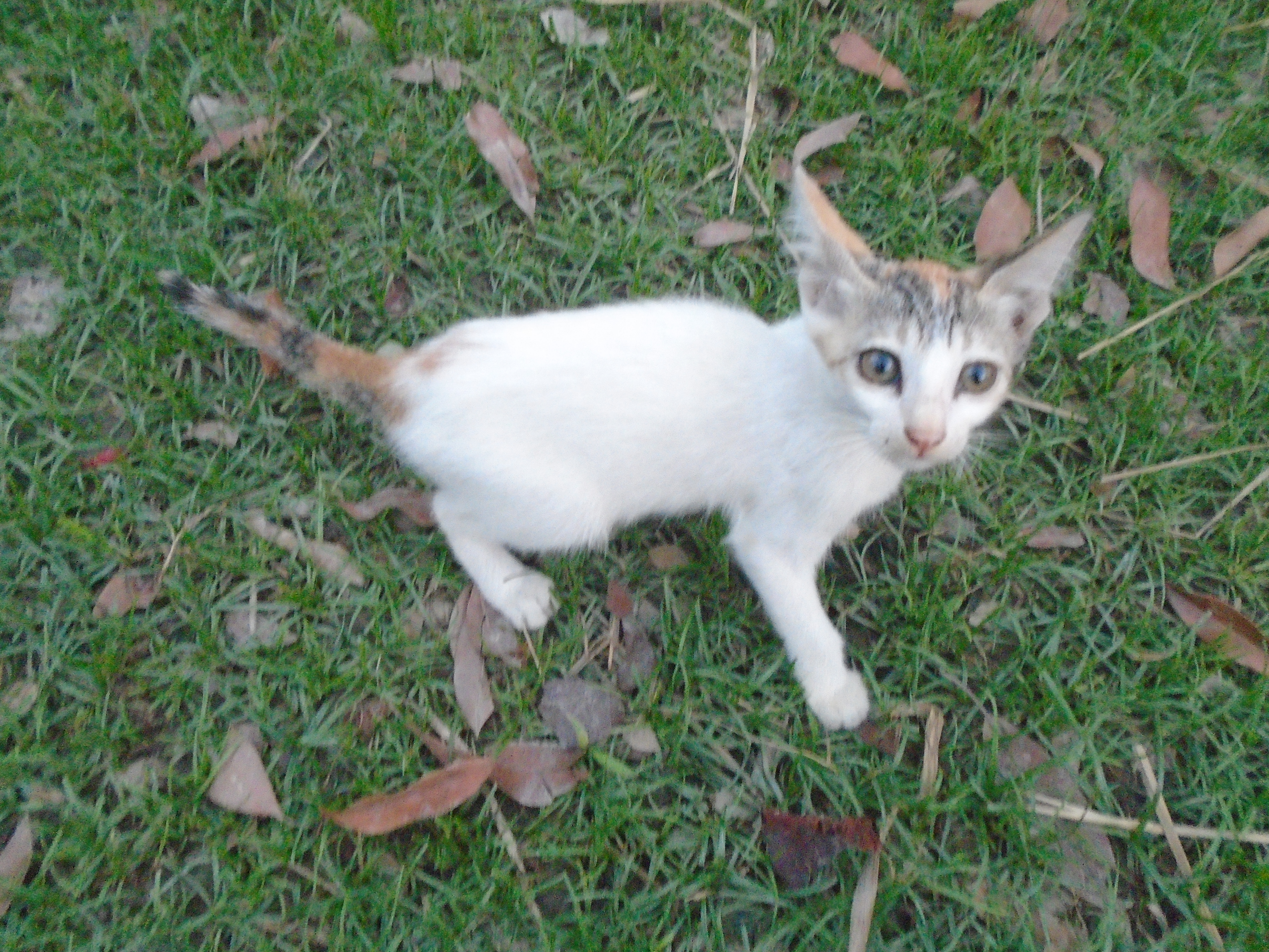 The cat is a beautiful animal.