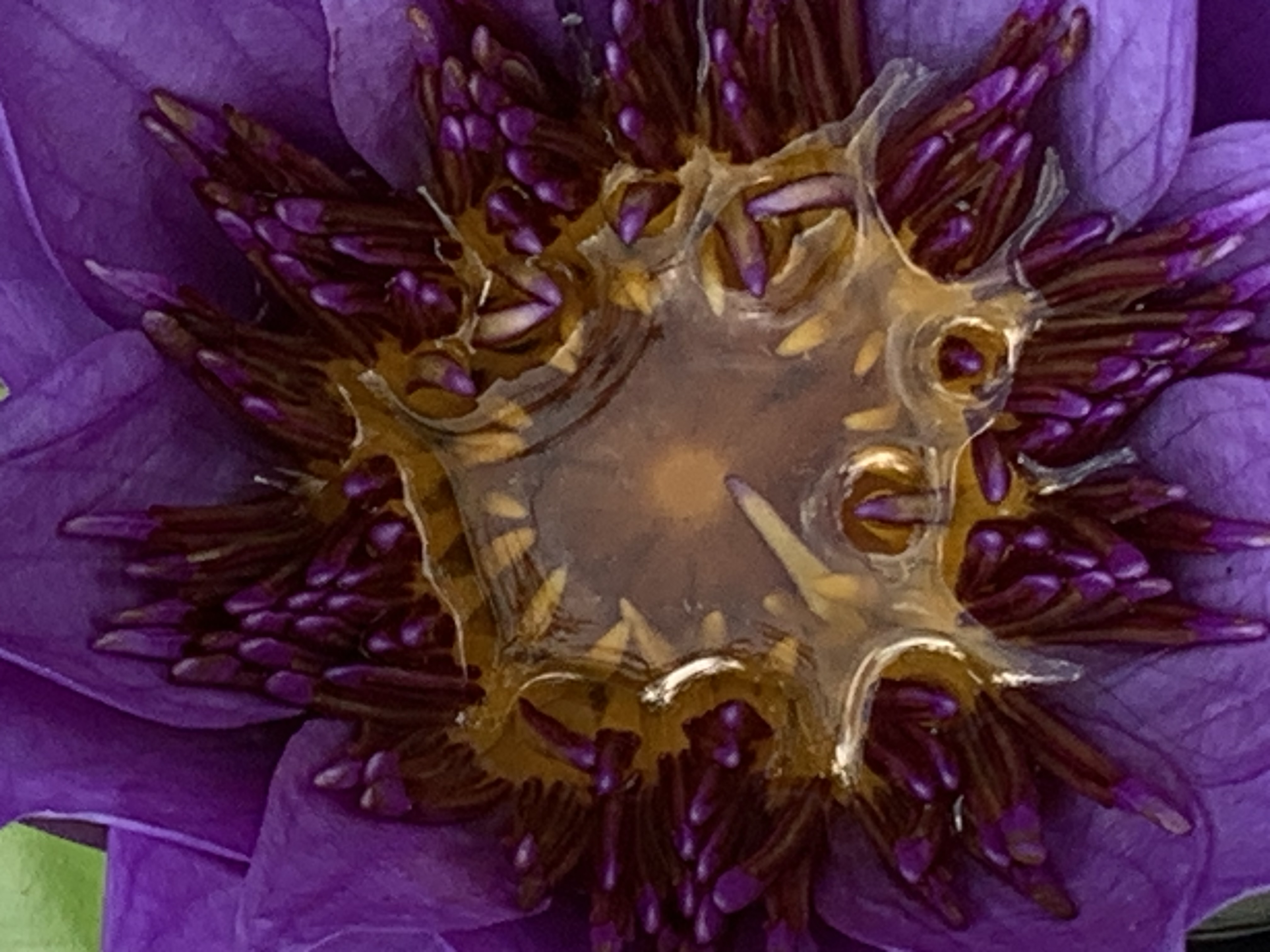lotus flower22.jpg