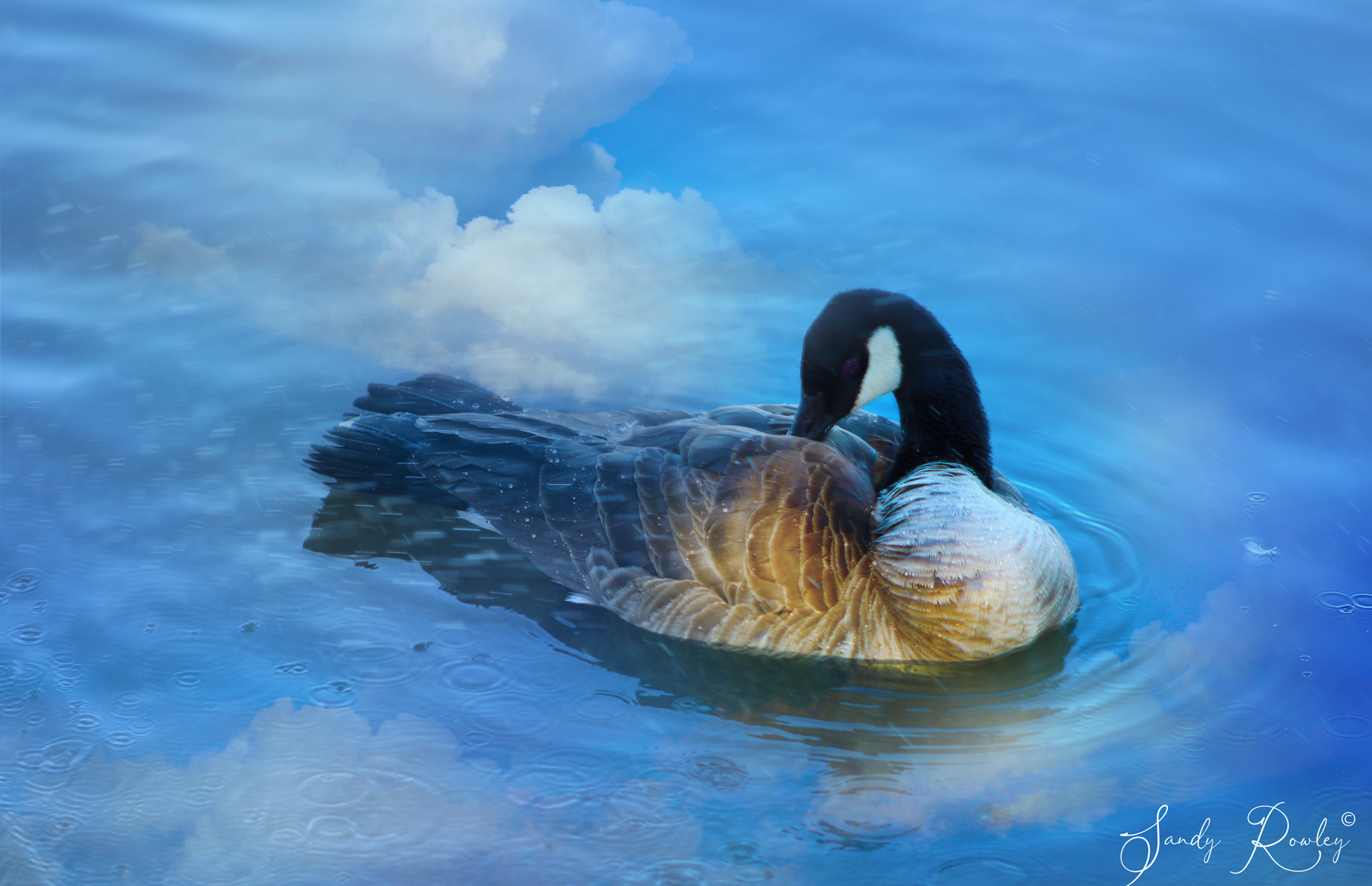 Dreaming-Goose-Clouds-Virginia-Lake-by-Sandy-Rowley-2020-copy.jpg