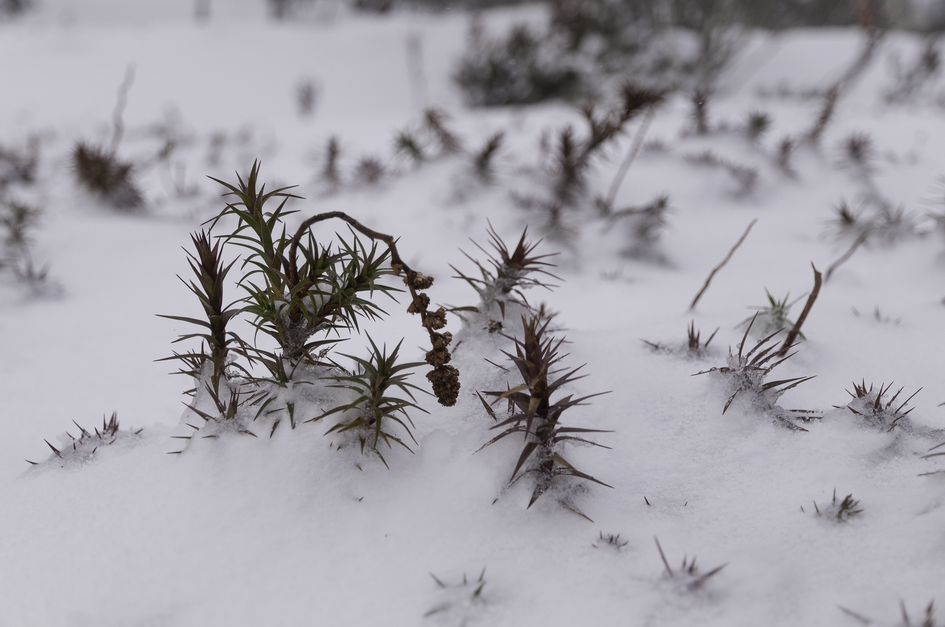 Plants waiting for Spring