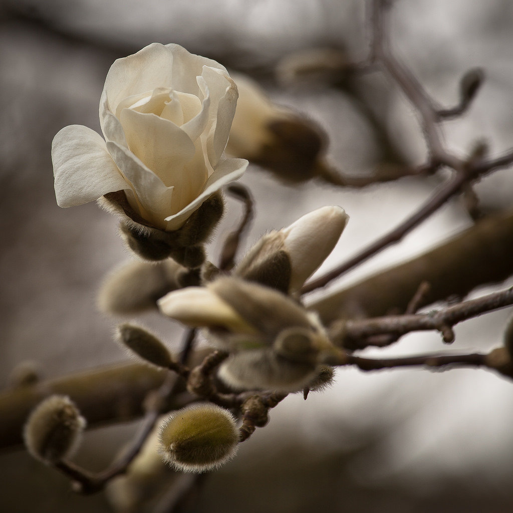 17095800256-colors-in-spring (FILEminimizer).jpg