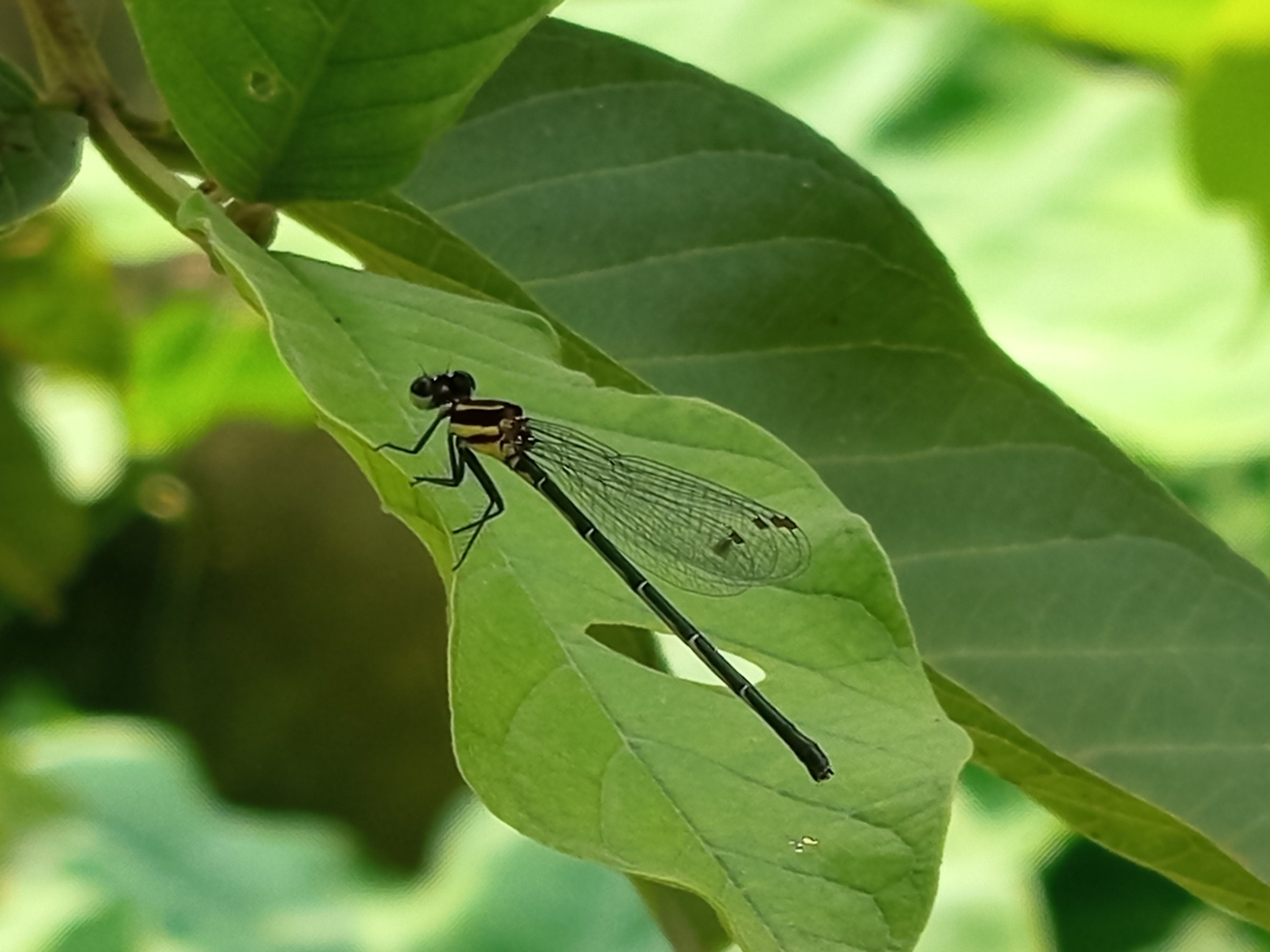 ফড়িং (1).jpg