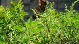 tu4.jpg