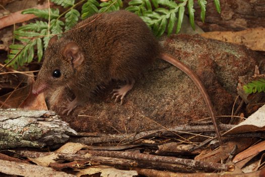 antechinus stuartii_stephen mahony_013_big.jpg