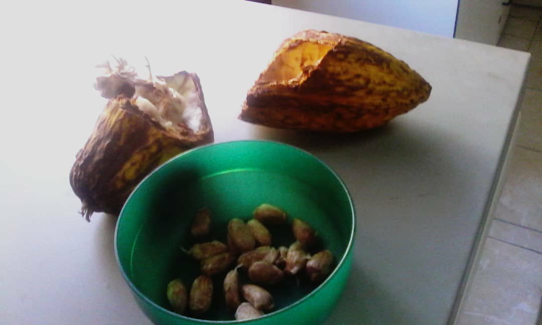 cacao4.jpg