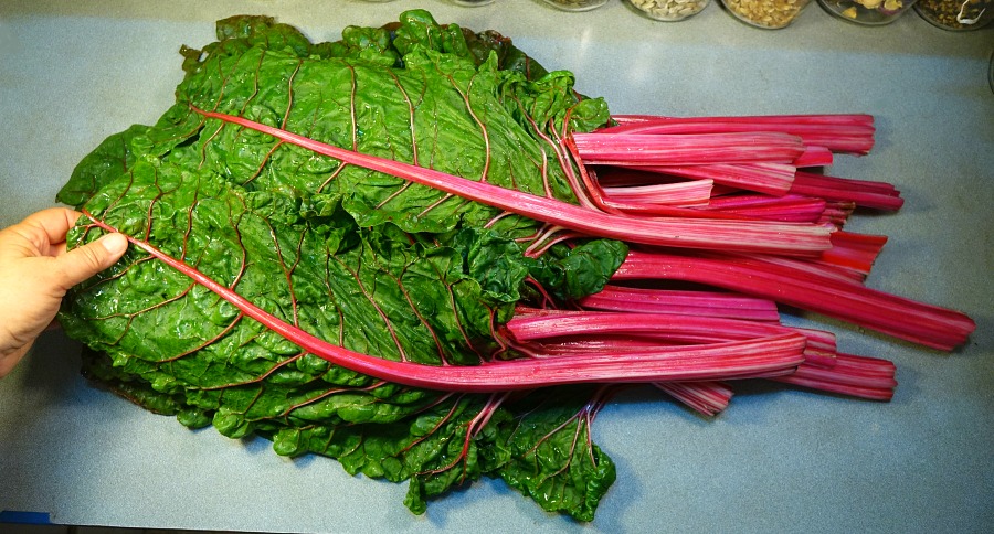 x chard 4.jpg