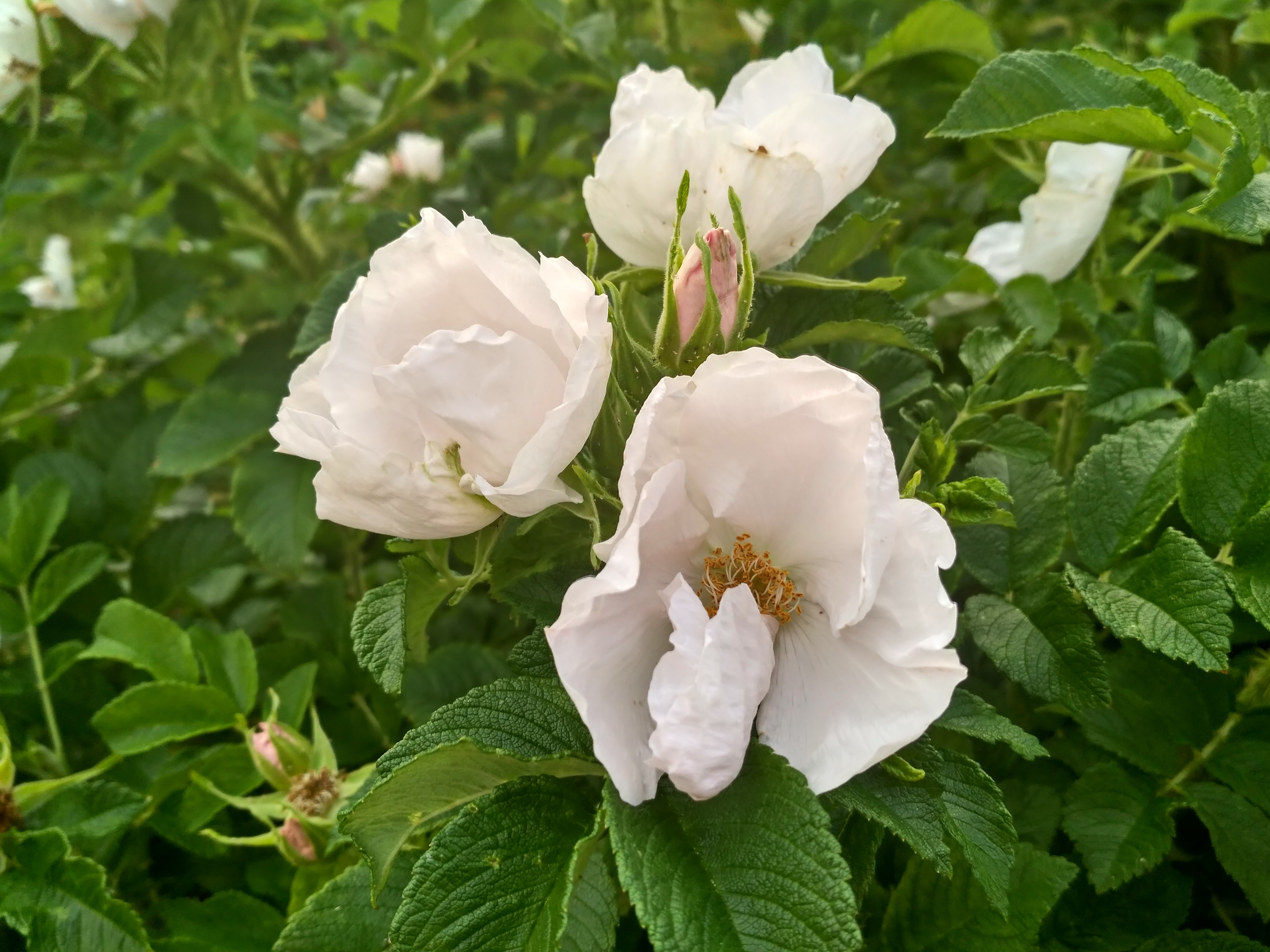 IMG_2019-06-09_182105_HDR.jpg