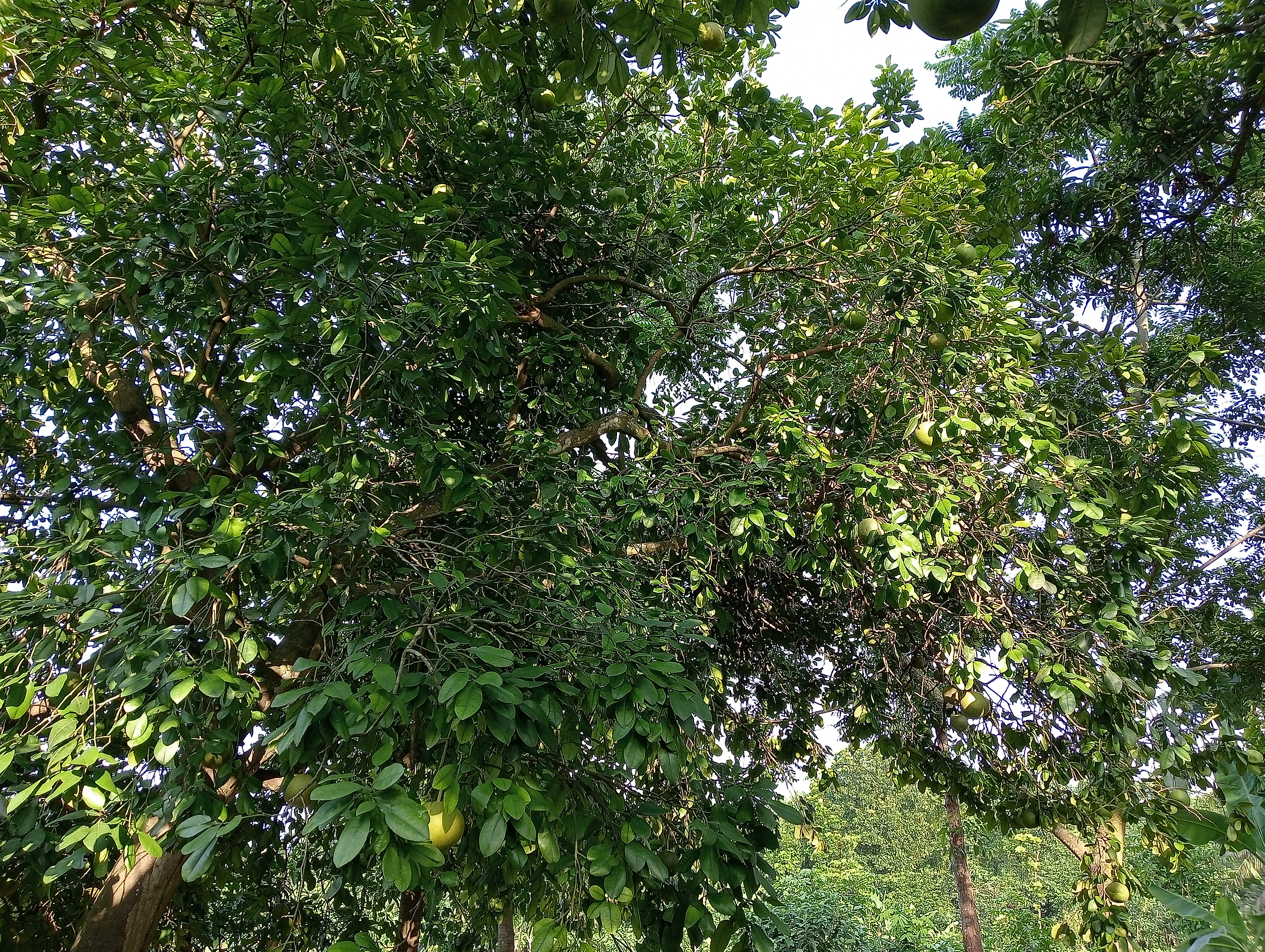 IMG20240713171115.jpg