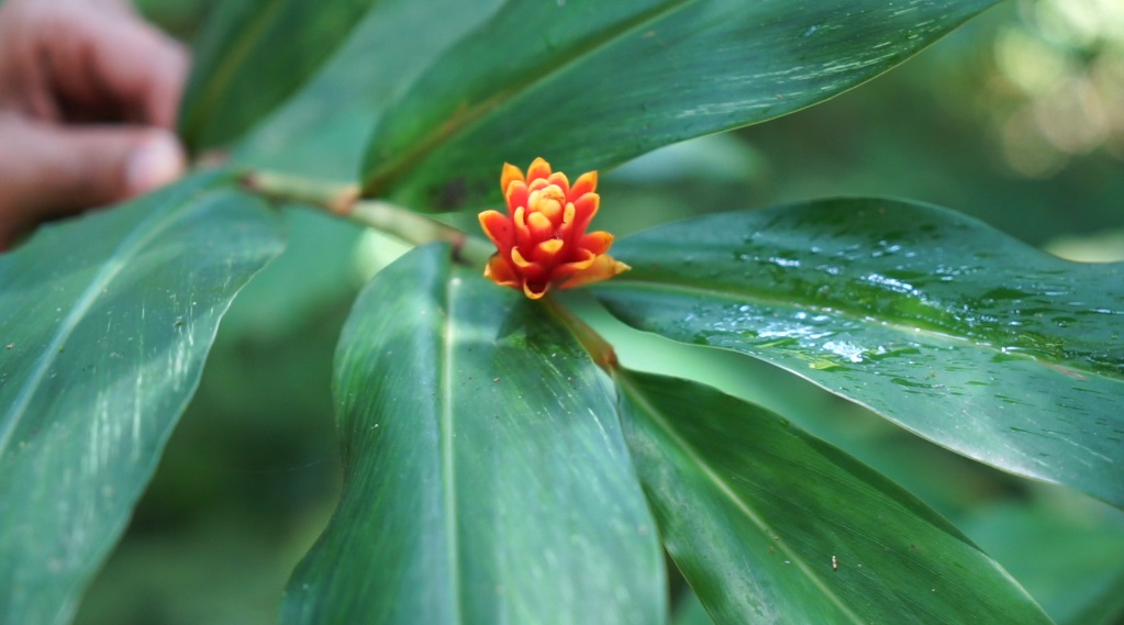 Blume.jpg