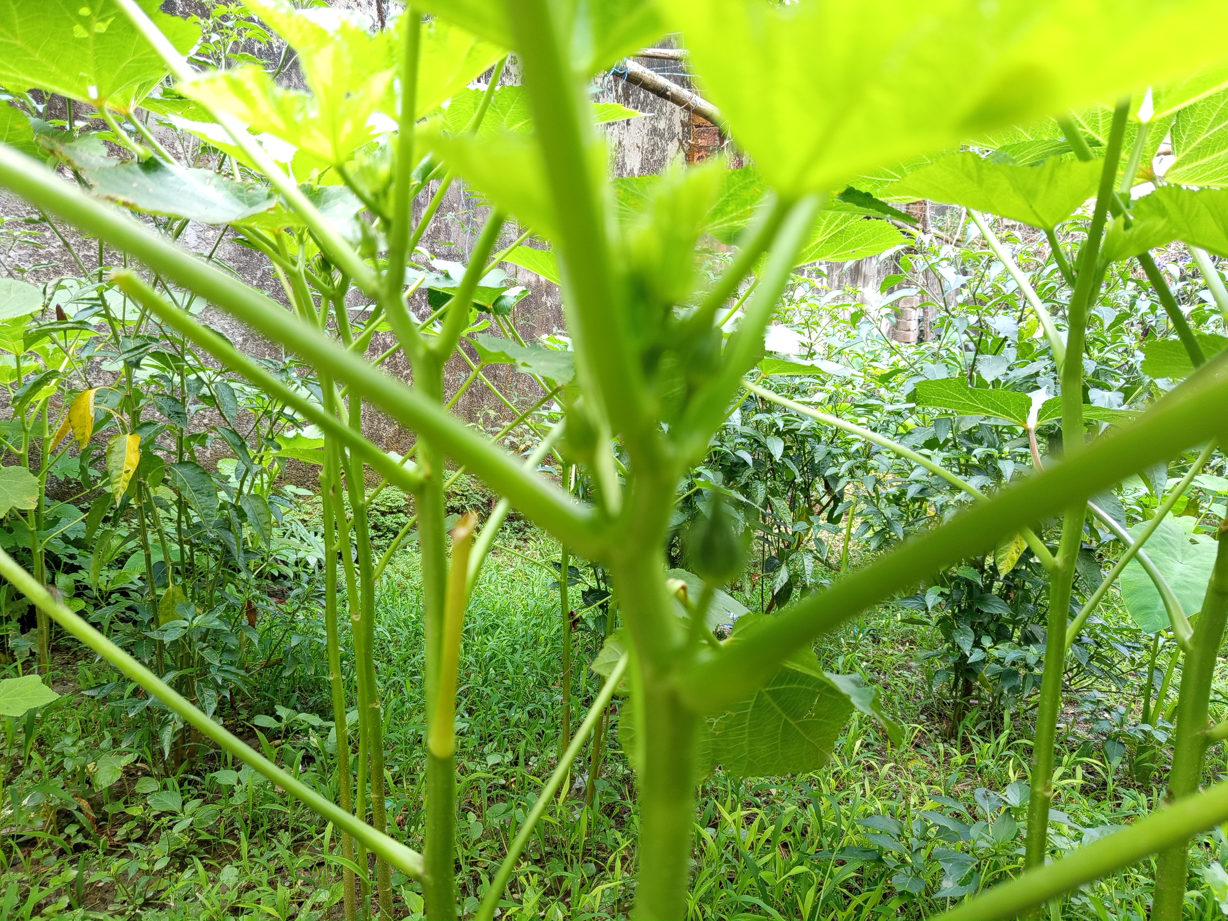 IMG_20260515_084802.jpg