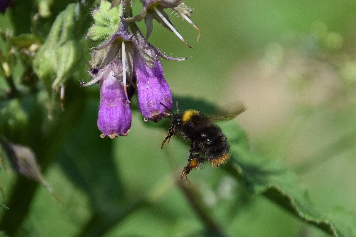 Hummel am Beinwell_1200.JPG