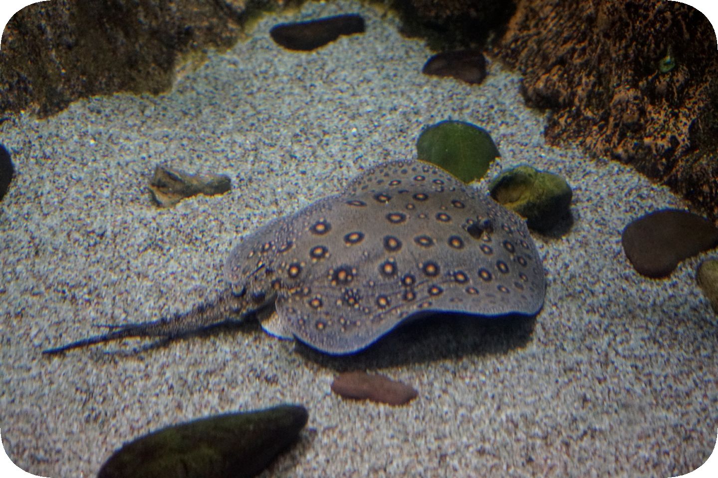 Oceanarium in St. Petersburg. Part 3\Ozeanarium in St. Petersburg. Teil 3