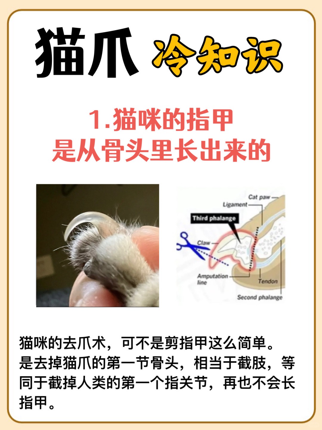猫爪的秘密:你不知道的冷知识‼_2.jpg