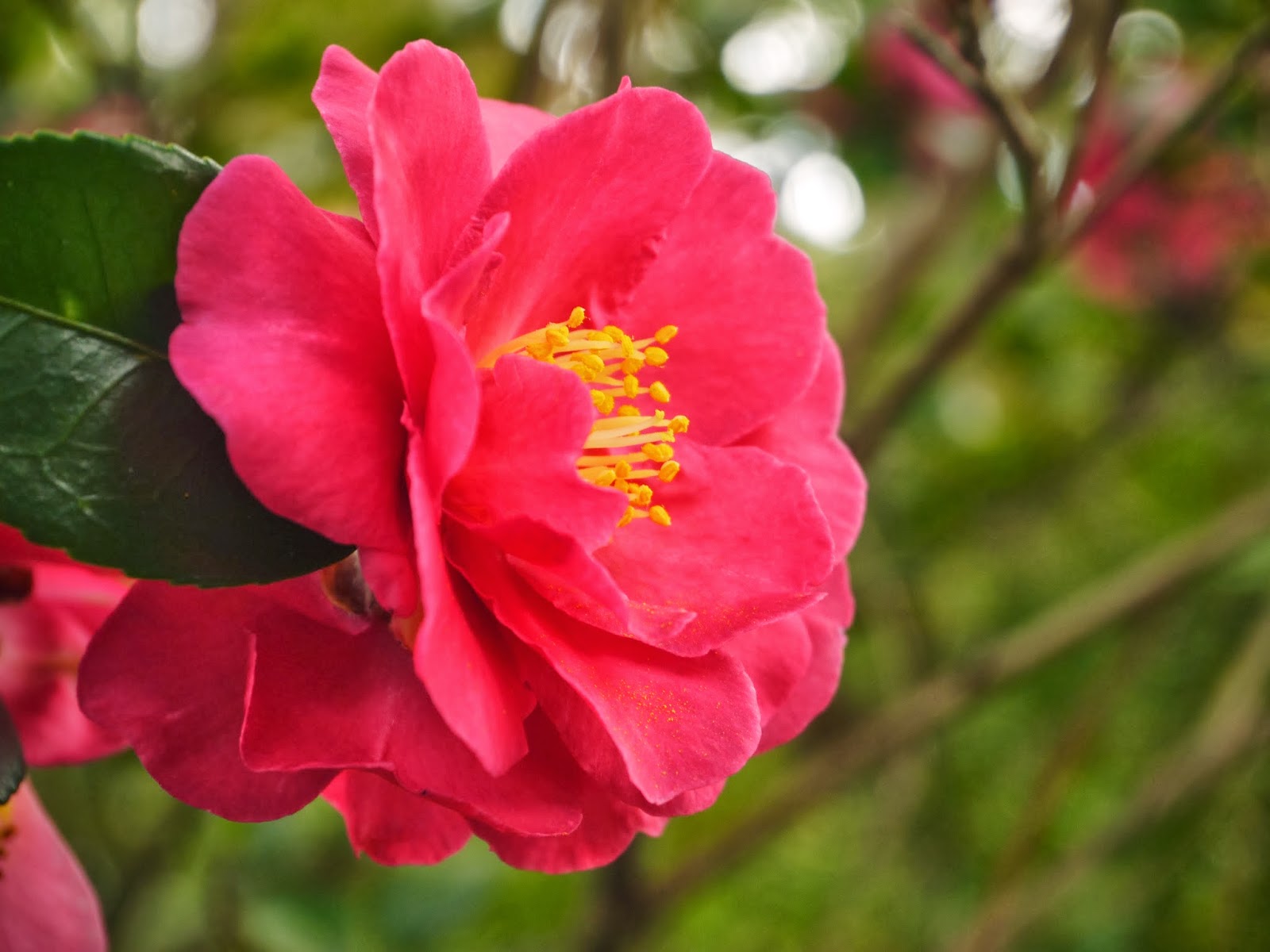 camellia sasanqua 'sekiya'.jpg