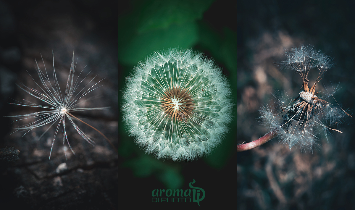 0Dandelion.jpg
