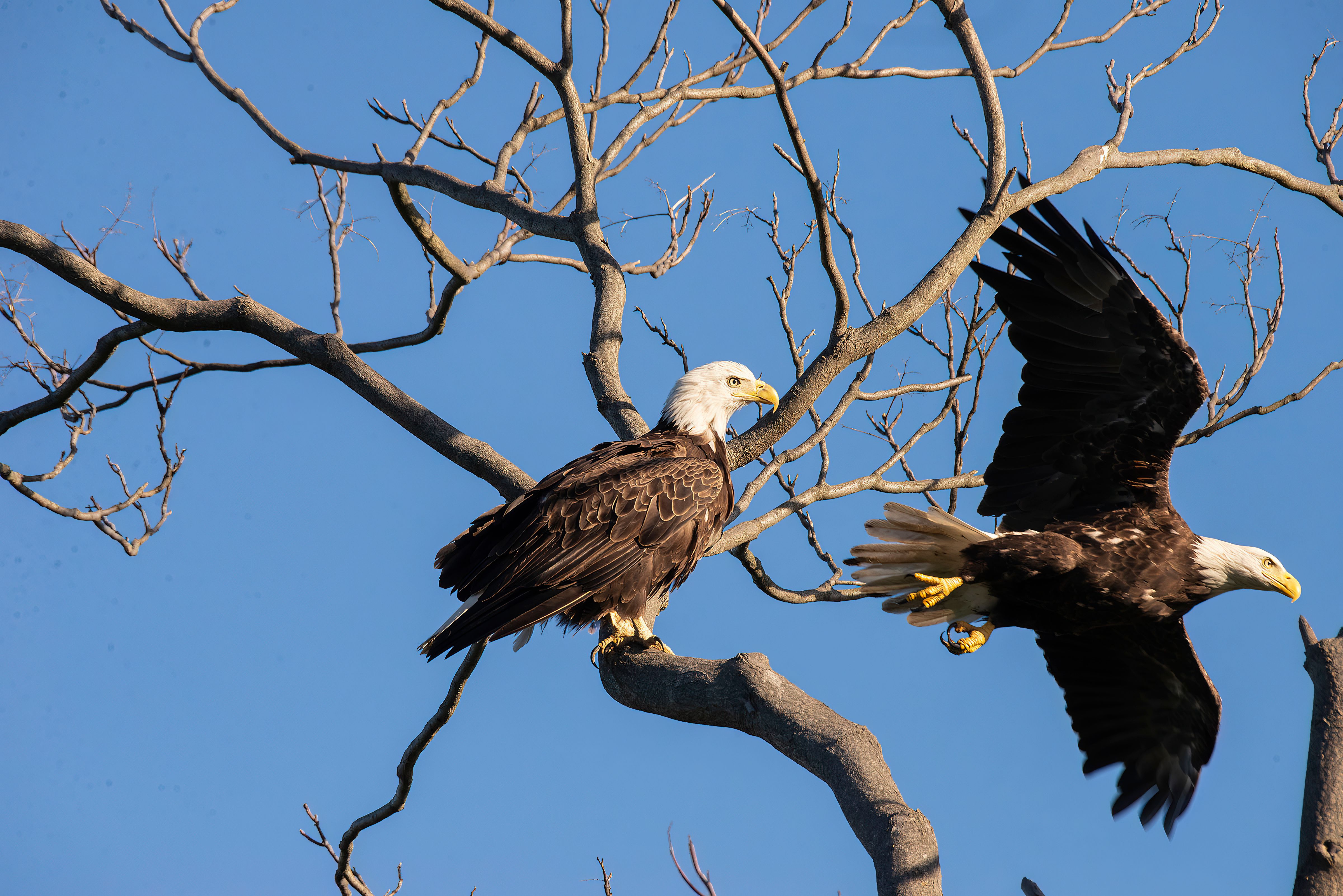 American-Bald-Eagle-eagle.jpg