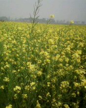 IMG0010B.jpg