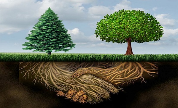 trees-helping-trees-2.jpg