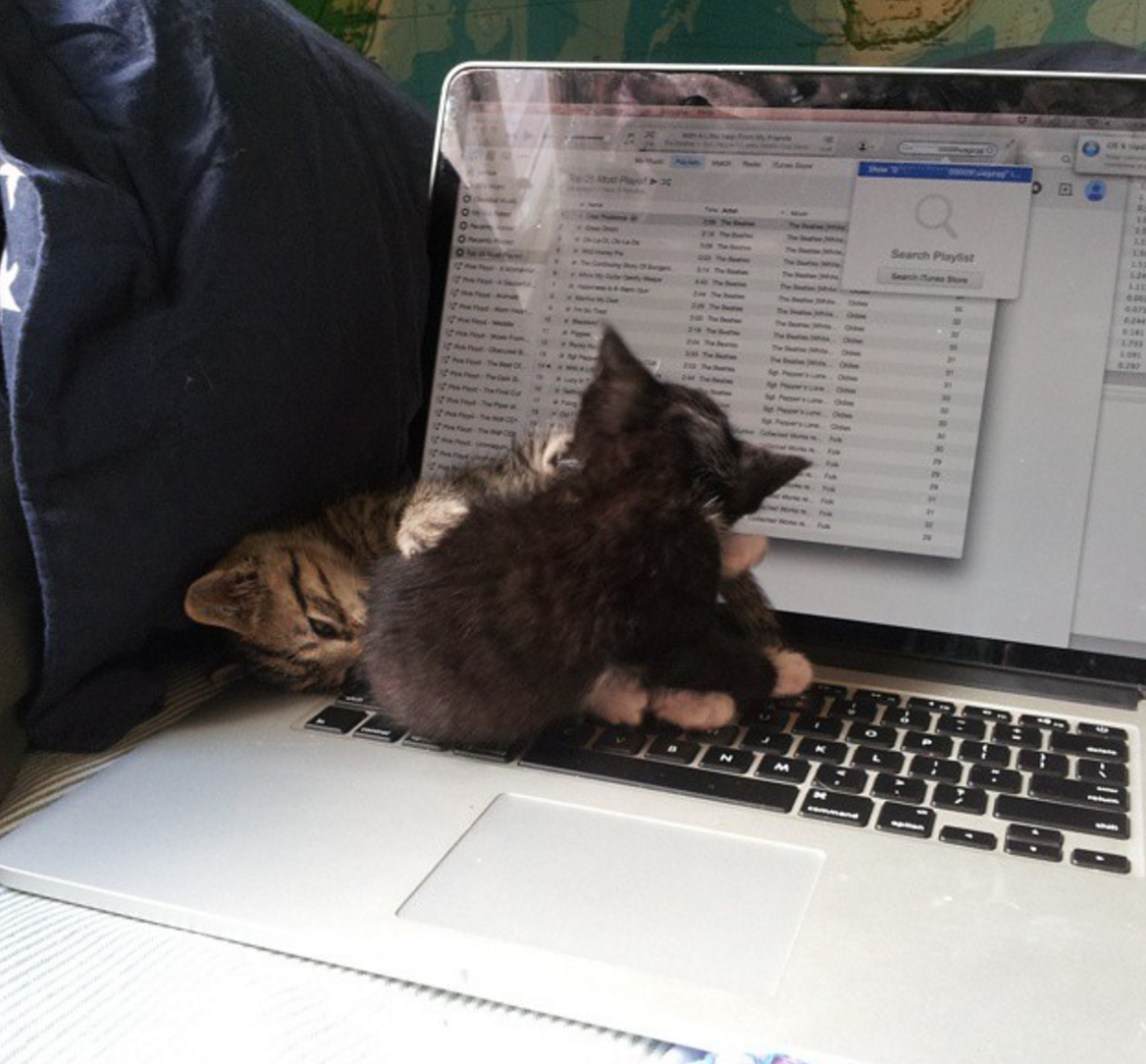 kittens.png