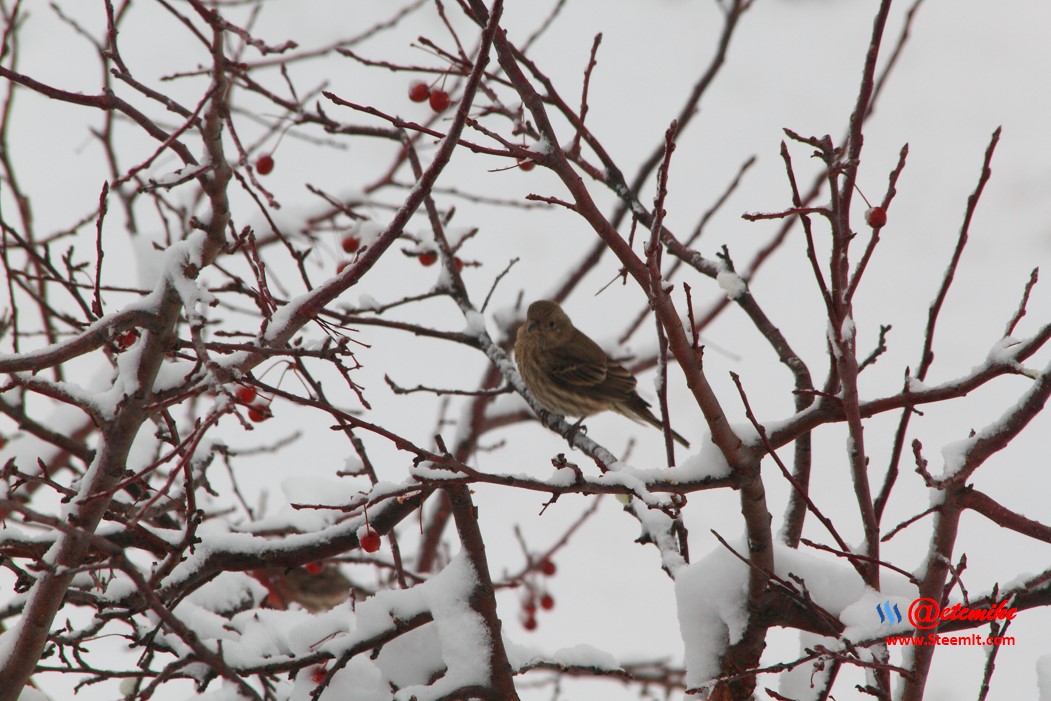 House Finch PFW10_0304.JPG