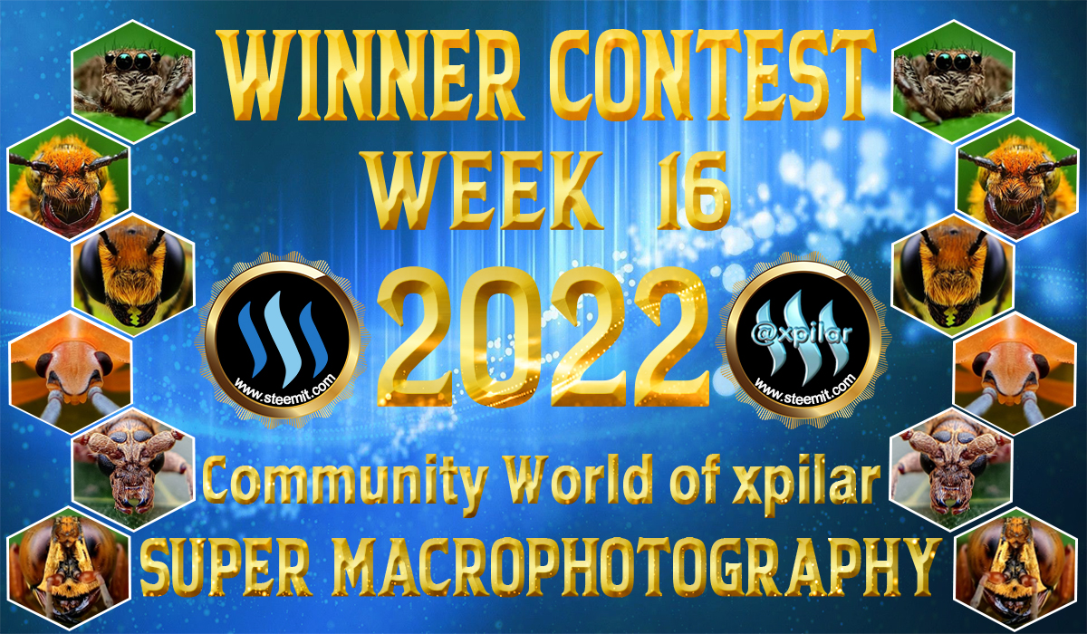 winner 16.jpg