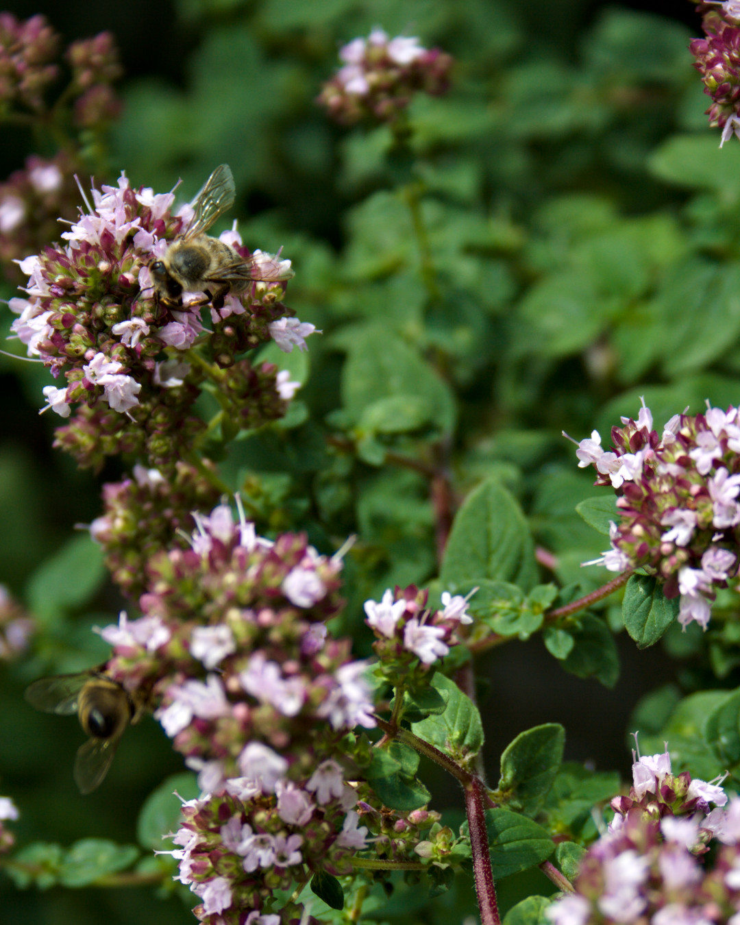 Bees on wild marjoram