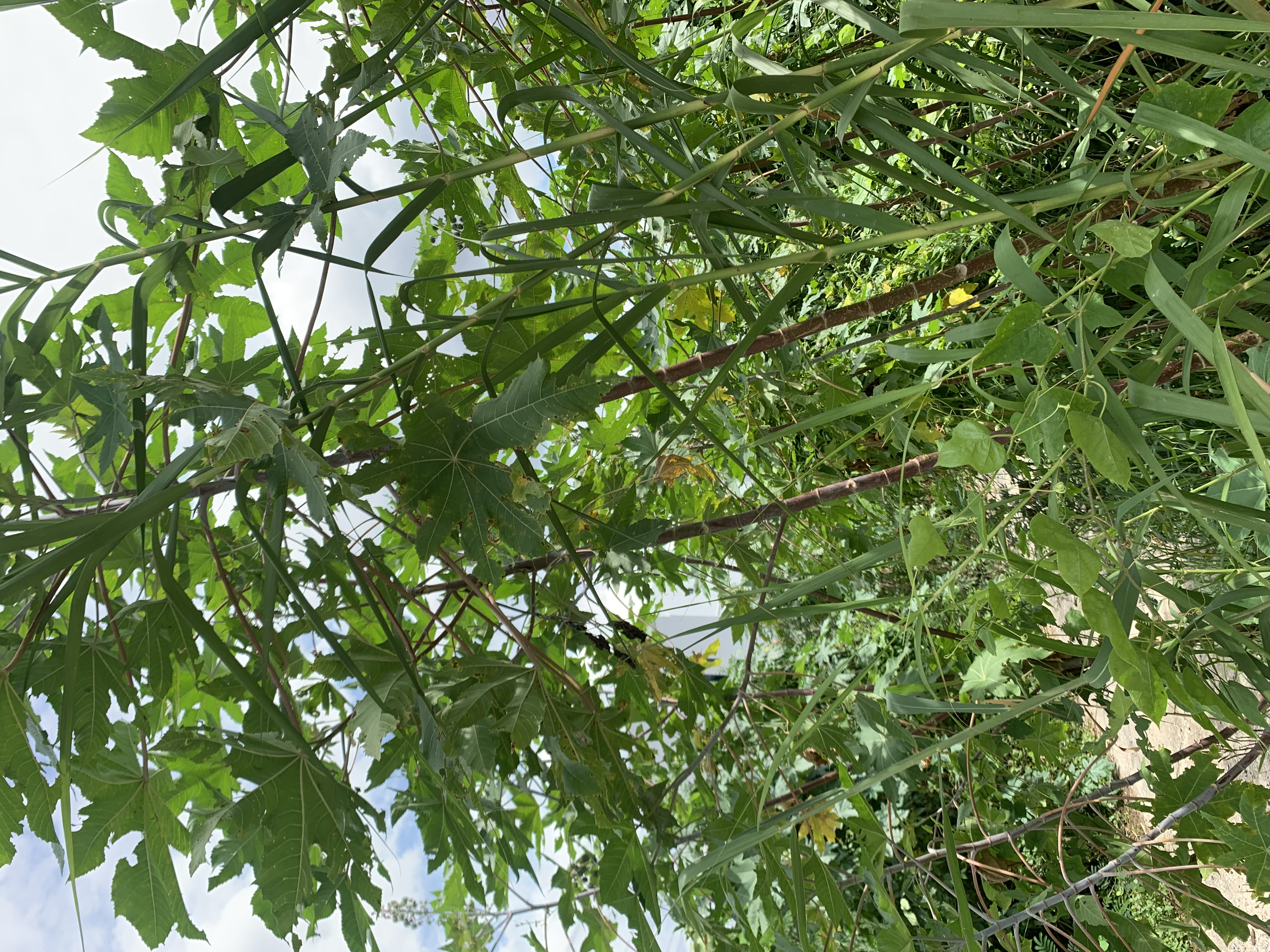 nature601.jpg
