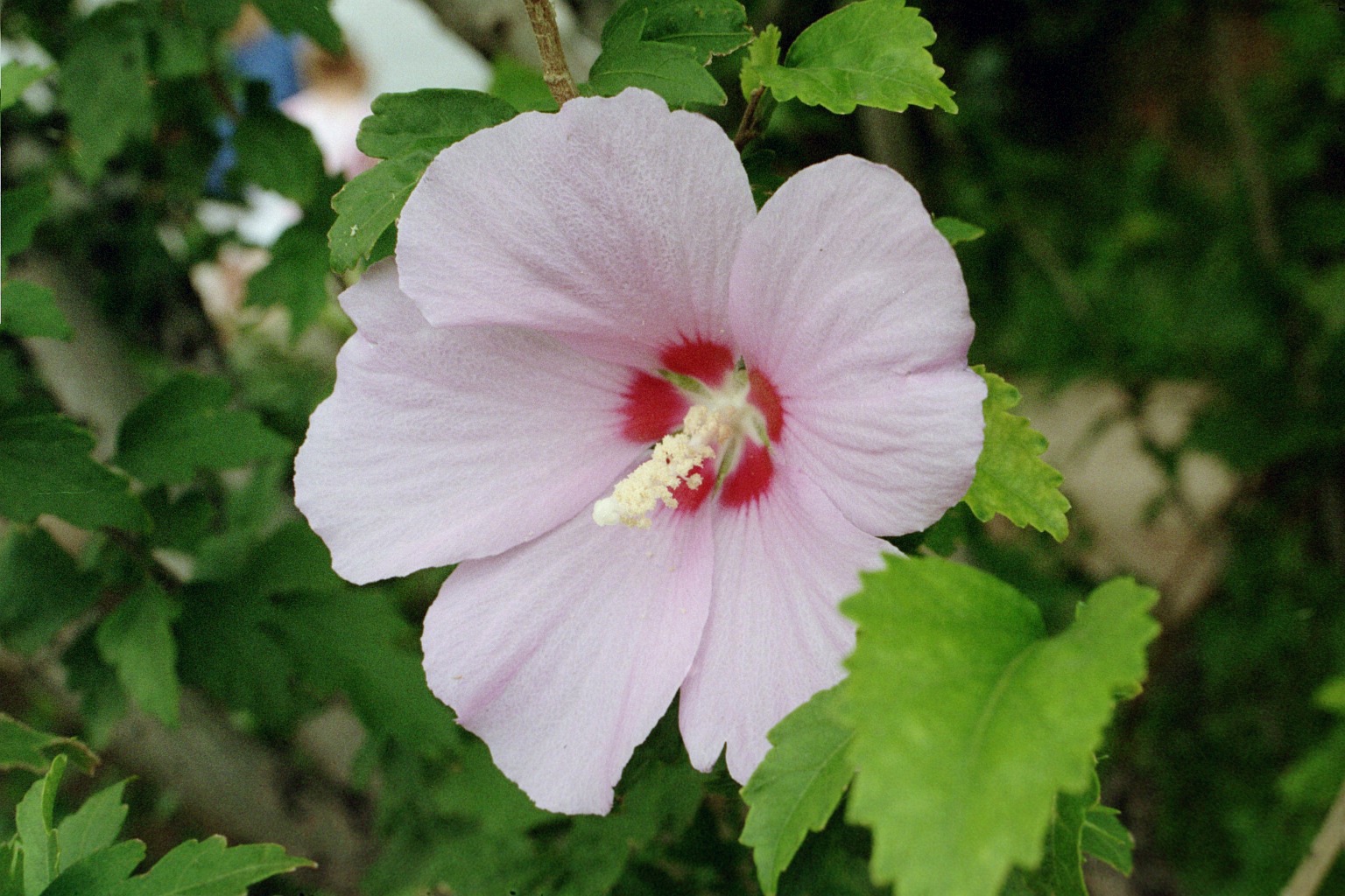Hibiscus_Syriacus.jfif
