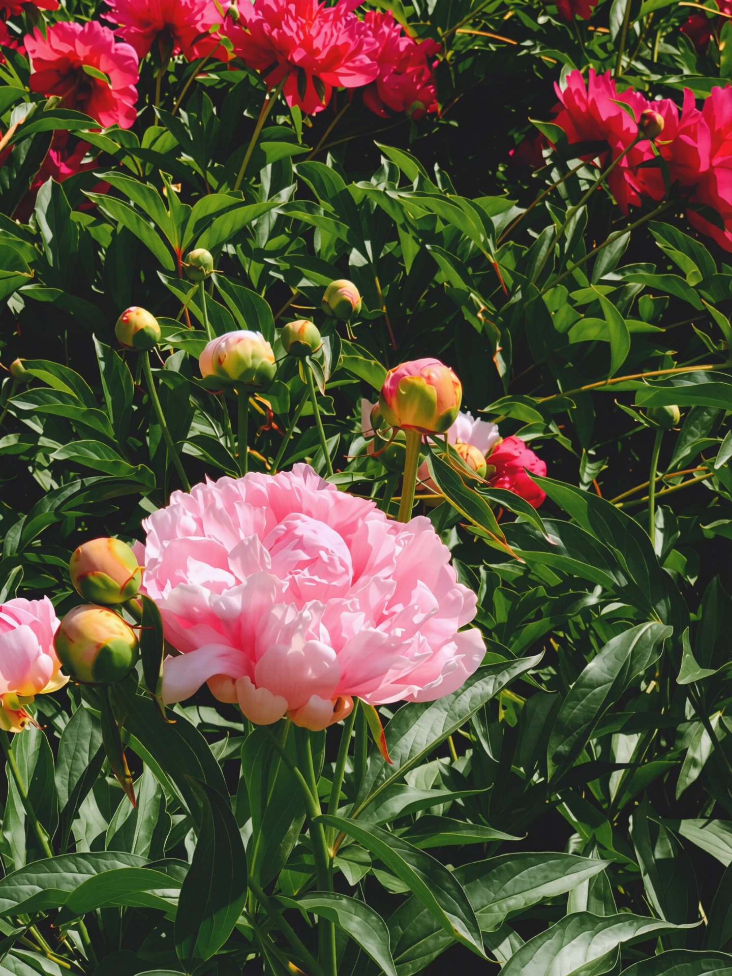 75.webp