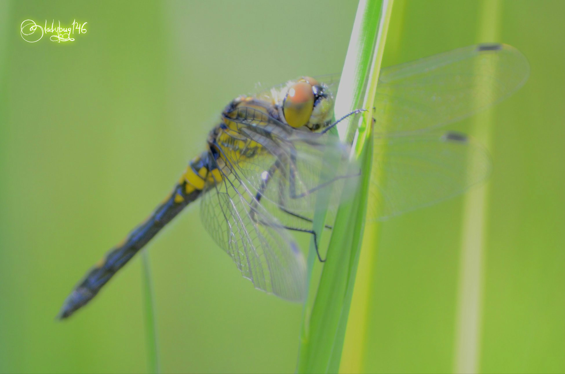 dragonfly2.jpg