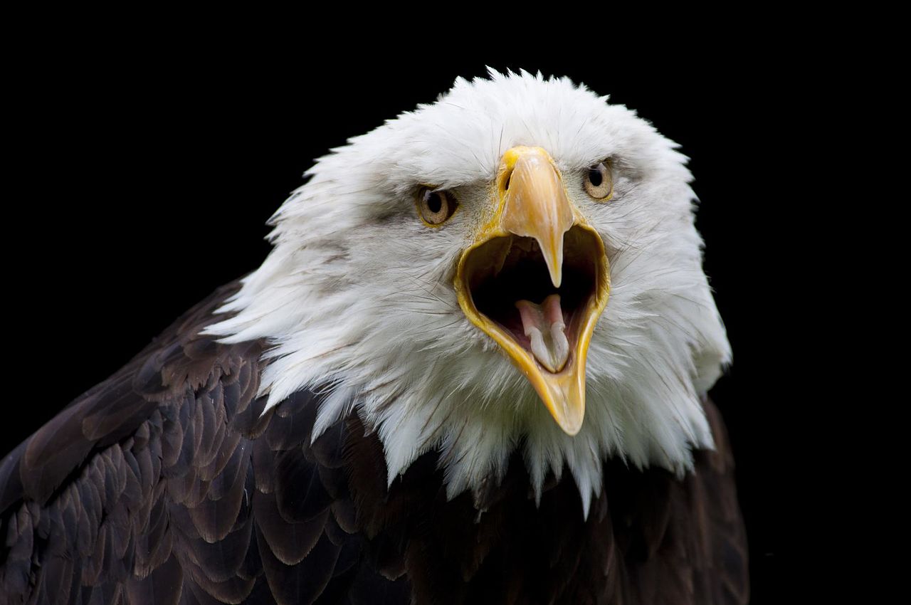 Weißkopfseeadler,_Portrait.jpg