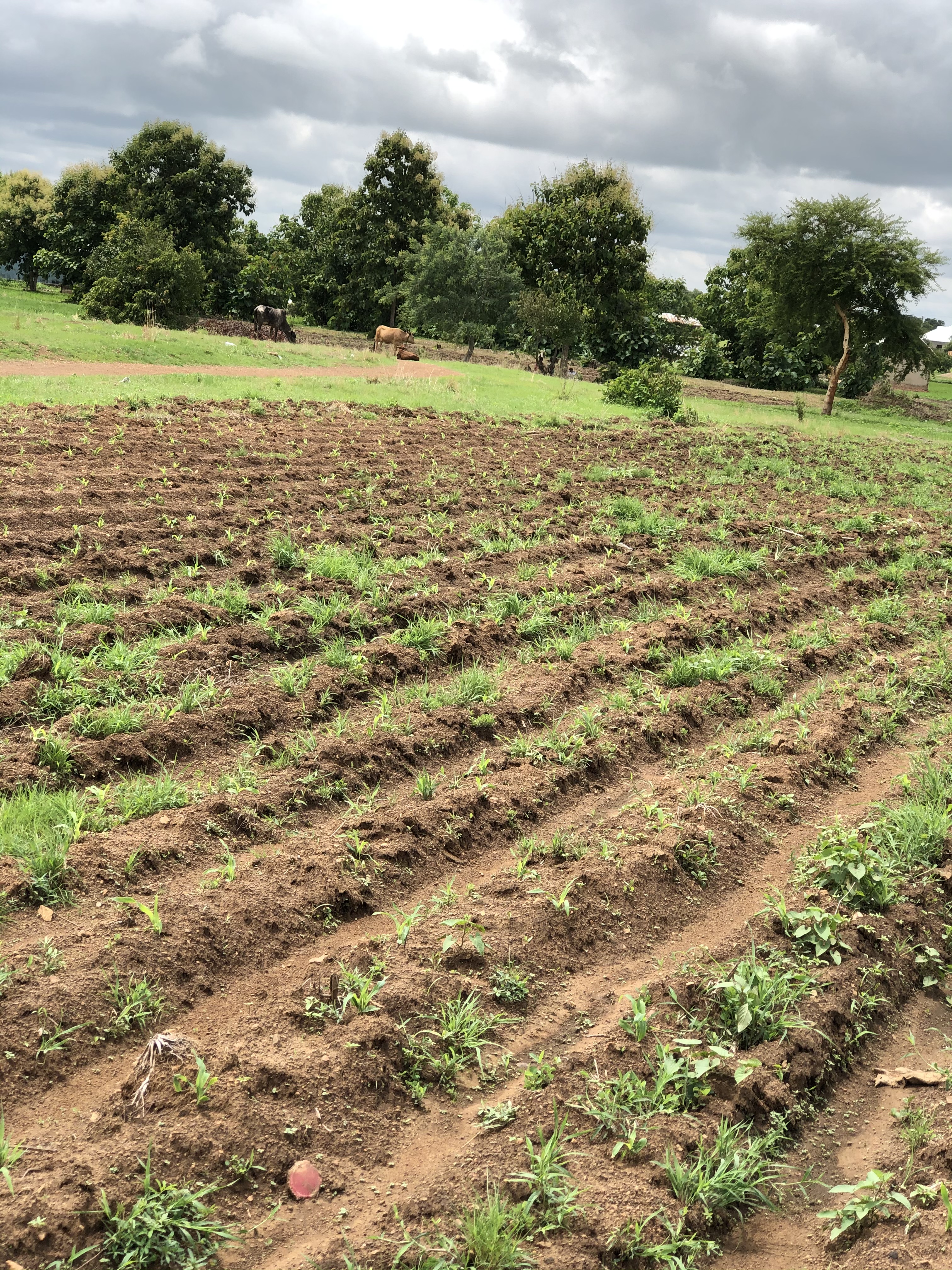 E2CF7DE0-A72B-4EDE-A78D-EC5841EAEA96.jpeg