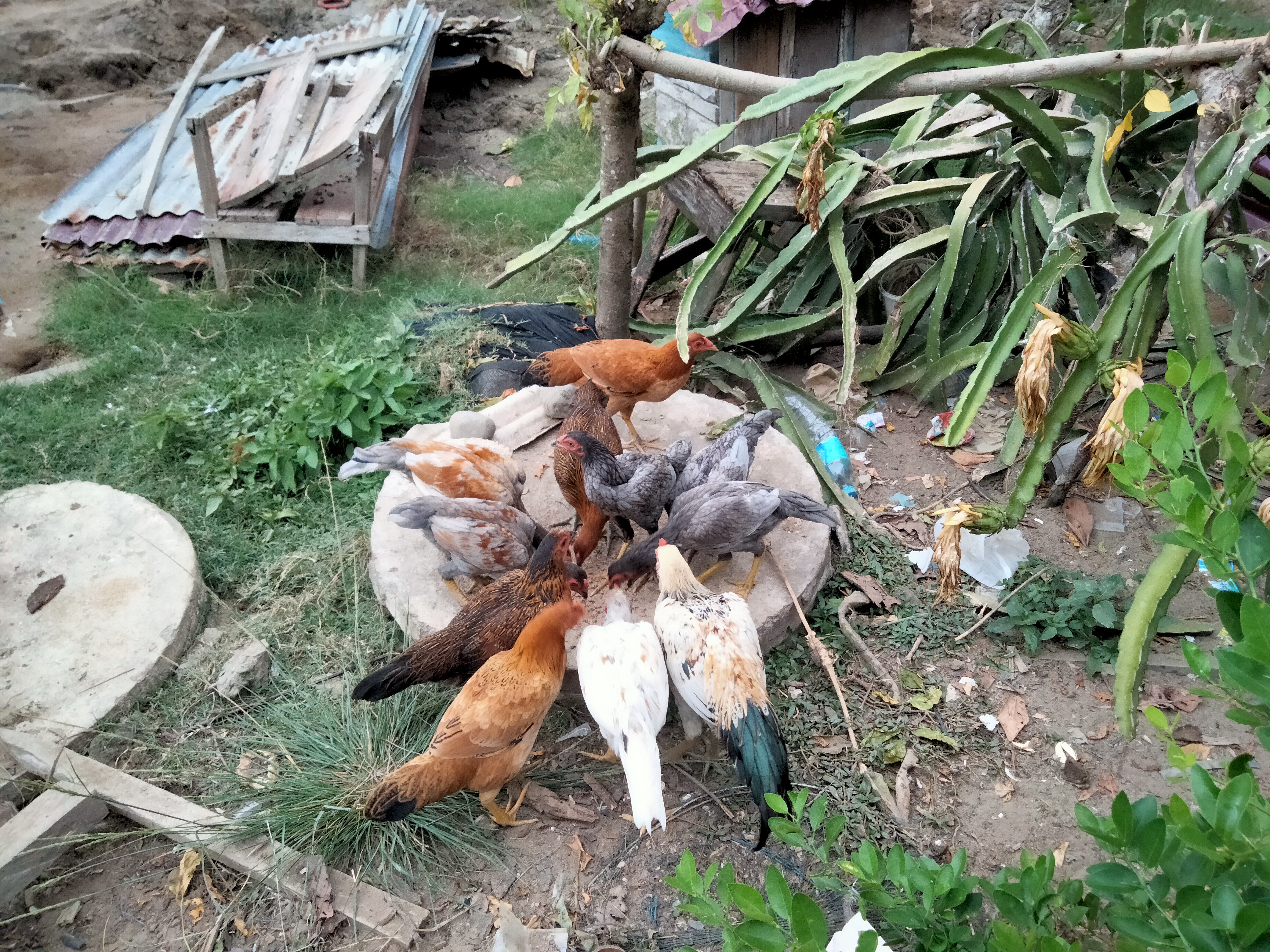 IMG20260713182030.jpg