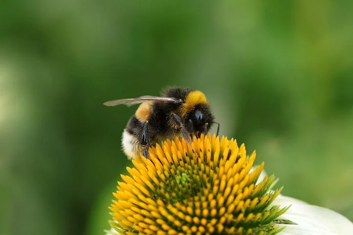 flower-6565801__480.webp